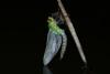 Anax imperator